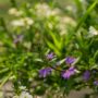 Scaevola – Fanatix™ Mix – 10″ Hanging Basket